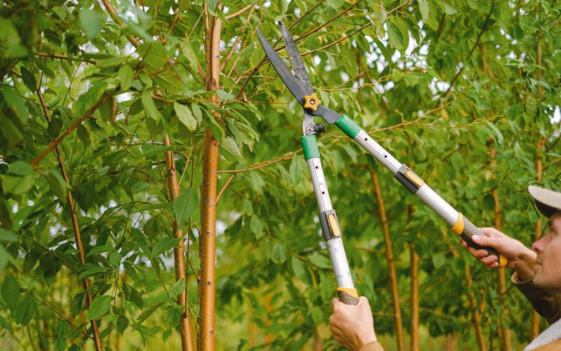 Tree trimming in Ontario, WI