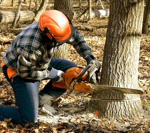 Tree Removal in Ontario, WI